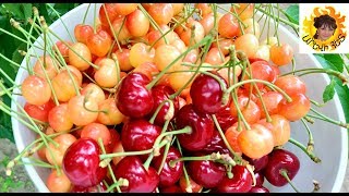 Գիլասի կամ կեռասի չիր։Сухофрукт из Черешни.Dried fruit from Cherry