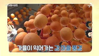 [교양] 신대동여지도 318회_191110_가을의 맛을 찾아 떠나는 '감 마을 여행기'