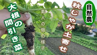 【038】じゃがいも土寄せ 大根間引き菜 そら豆 白菜 水菜 人参 自然農素人の畑　2024/11/03