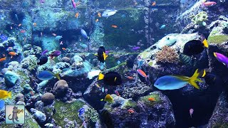 Relaxing Aquarium with Coral Reef Fish for Sleep, Study, Yoga & Meditation