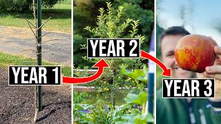 How to Prune Apple Trees (3 Year Results)