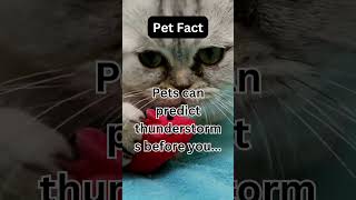 Funny Pet Facts 44 #cat #shorts #shortsvideo #petfacts