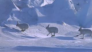 Arctic Hare Crossed Over Sea Ice