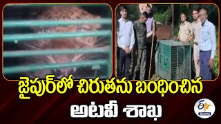 Forest Officers Caught Leopard | Rajasthan | చిరుత పులిని బంధించిన అటవీ శాఖ అధికారులు