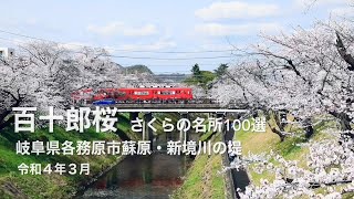 百十郎桜🌸桜の名所100選、岐阜県各務原市蘇原・新境川の堤 、令和４年３月🌸