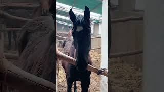 Beautiful black horse video​ #shorts #horse #animals