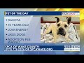 pet of the day for jan. 3 2025