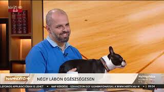 Napindító - Négy lábon egészségesen (2023-02-01) - HÍR TV