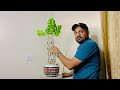 ficus cage plant bonsai ficus plant grill design only rs 200