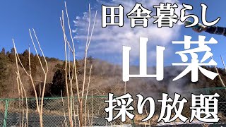 【氷点下10℃】移住してから驚く山菜の宝庫の村｜50代夫婦【標高800ｍの田舎暮らし】