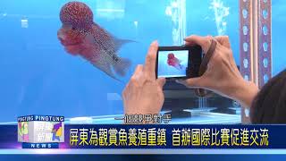 107 0813 屏東首辦國際觀賞魚交流賽 四大魚種比美