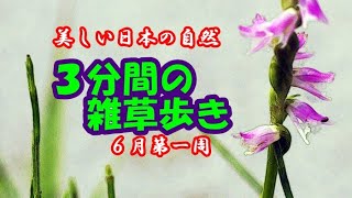 【美しい日本の自然】３分間の雑草歩き、マメグンバイナズナ、ハキダメギク、ネジバナ、シロバナウツボグサ