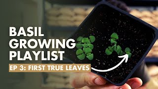 (Ep 3/8)  Basil True Leaves vs. Seed Leaves - Basil Growing Guide