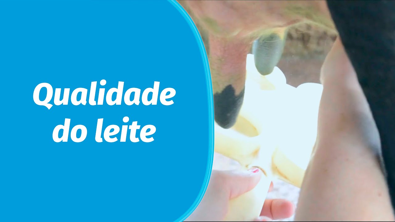 Principais Passos Para Melhoria Da Qualidade Do Leite. (Teste CMT ...