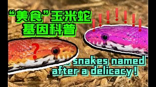 【玉米蛇 基因科普】科普以美食命名的玉米蛇基因第一期!薄荷糖果板栗能吃吗