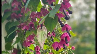 FAQ: How’s the overwintered purple bell vine doing?