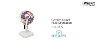 Cerebro Spinal Fluid Circulation EZC76 1920x1080