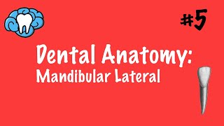 Dental Anatomy | Mandibular Lateral Incisor | INBDE