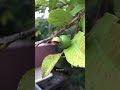 😍have you seen the guava flowers perakka guava flower