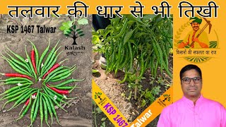 kalash seeds hybrid chilli KSP 1467 Talwar Kushalgarh Banswara Farmer Suresh Kumar Bhoe