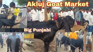 Big Goats In Akluj Bakra Mandi | With Price Maharashtra Bakra Mandi