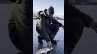 Перша риба 🐟 в 2025 і це карп #рибалка #рибалкавукраїні #зимоварибалка #fishing