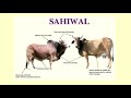 INDIGENOUS BREEDS OF CATTLE | MILCH BREEDS | LIVESTOCK PRODUCTION AND MANAGEMENT