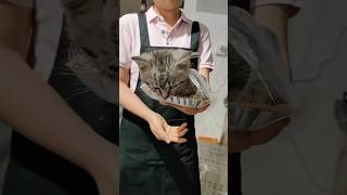 🐱 AKU DI BUNGKUS PLASTIK MAU DI JUAL 😹 #kucing #kucinglucu #cat #catlover #video #meow  #animals