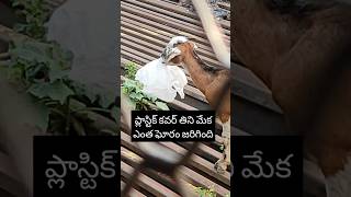 ప్లాస్టిక్ కవర్ తిని మేక ఎంత ఘోరం జరిగింది #youtubeshorts #animals #plastic #goat #telugu #ytshorts