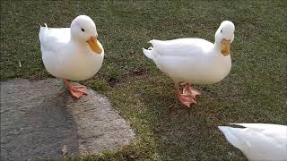 今日は飼い主も休みなので、庭掃除しながら、撮影に付き合うコールダック達（後編）