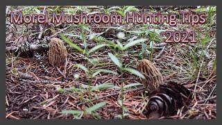 Morel Mushroom Hunting Tips - Early Season Finds