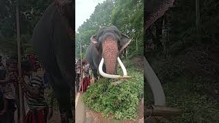 Katharagama Dewalaya Elephant \