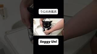 うにがお風呂に入りました！ Bathing Uni #shorts #cat #uni #maxwell #猫 #うに