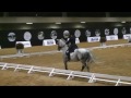 gp freestyle pia aragão com o lusitano nirvana interagro