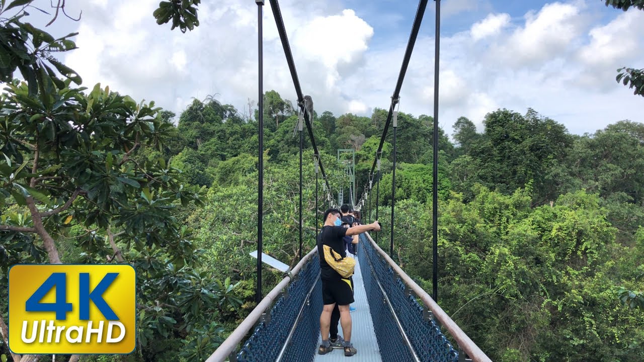 TreeTop Walk (via Windsor Nature Park) | SingaporeIsland - YouTube