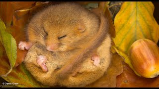 Small mammals Webinar (Wilder Future for Warwickshire)