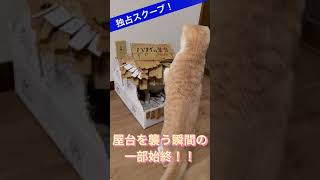 手作り屋台を襲撃する暴君猫#shorts