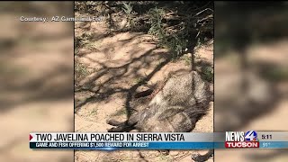 AZGFD offers $1,500 reward in Sierra Vista javelina poaching case