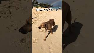 【ラニカイビーチと犬】さらに大きな🌈　#hawaii #ハワイ #ハワイ旅行 #ラニカイビーチ #レインボー #虹