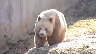 偷感十足的七仔【Panda：♂七仔Qi Zai】秦岭四宝科学公园#大熊猫 #cute #panda