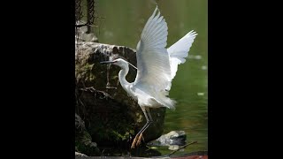 Little Egret 小白鷺及其他鷺鳥