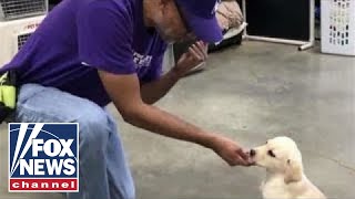 Paws for Purple Hearts trains service dogs for veterans