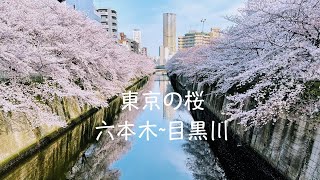 【桜】東京2021年的櫻花 名所 目黑川 檜町公園 KSM VLOG #91