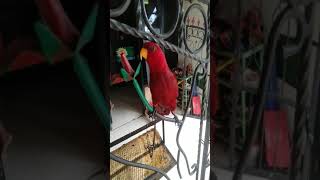 Burung Nuri red glory