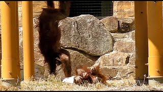 オランウータンの子供リキとキキ母さんBornean orang-utan　child＆mother