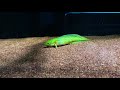 protopterus amphibius gilled lungfish