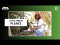 Green Thumb: Living among plants