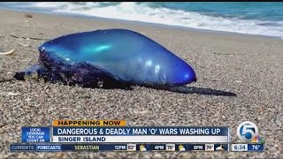 Portuguese man o' war washing ashore