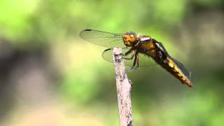 Libellula depressa eating a fly