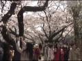 東京の桜 今週末がみごろ